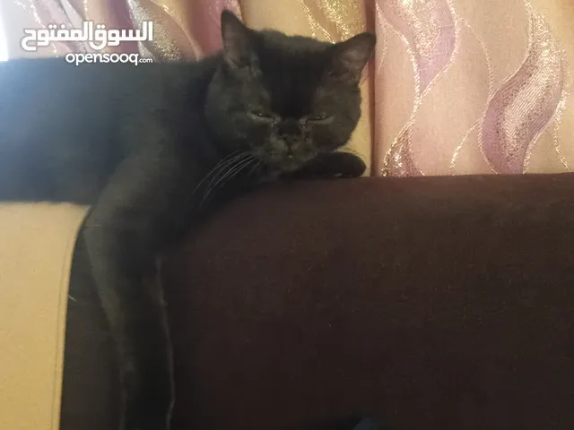 قط سكوتش فولد .....................