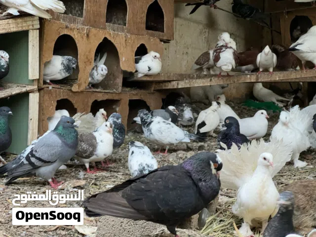 للبيع مجموعة حمام مختلف الانواع زاجل باكستاني شمسي هجين عماني وانوع أخرى كثيرة والجميع بصحة ممتازة
