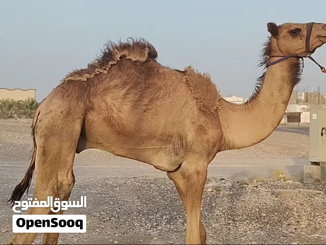 البيع حشوان لحم