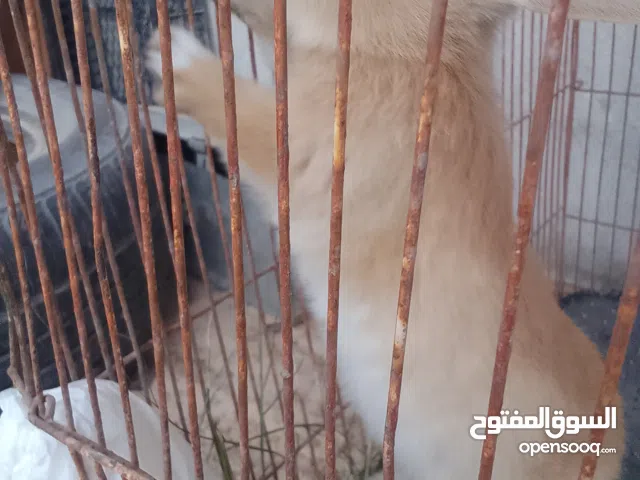 سلام عليكم متوفر ارنب دكر اصغير عمره شهر او نص للبيع