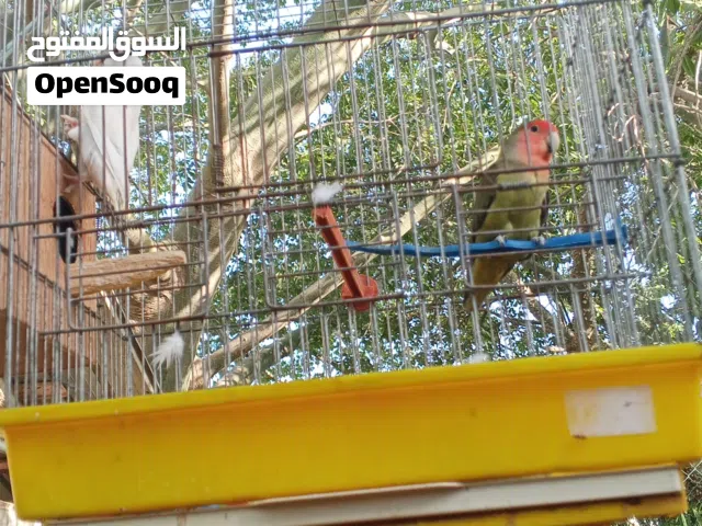 انت يا رب بارك روز حاجه حاجه ربي يبارك بس ج بالجنحه مجروح شويه شويه ادوار دوال اسد يمشي معاها