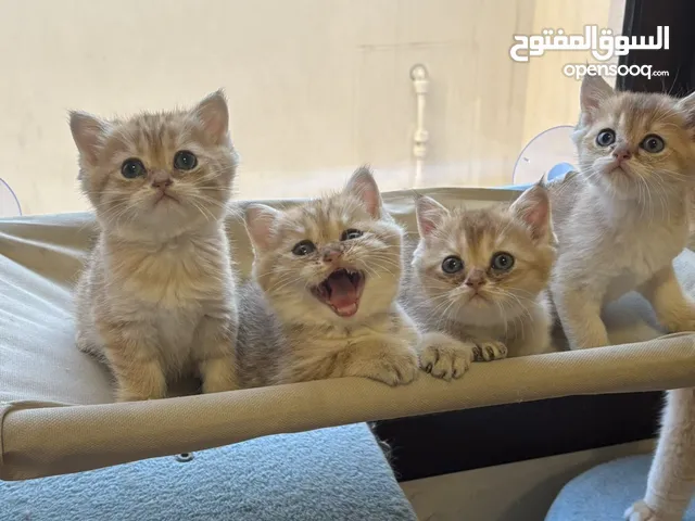 قطط سكوتش للبيع