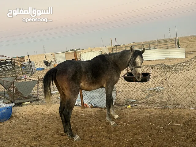 حصان 4سنوات للبيع