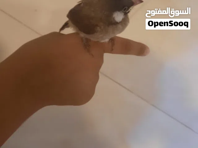 بلبل عراقي ديالي