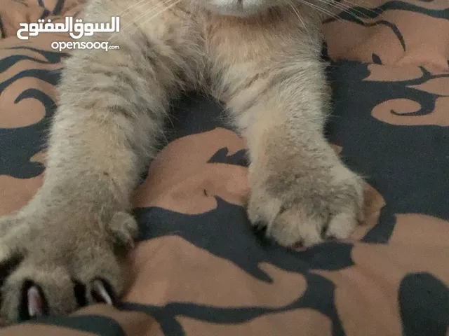 British short hair male cat 6 months old friendly vaccinations all done