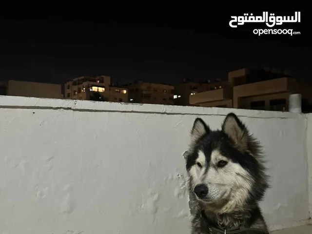 هاسكي لعوب واليف