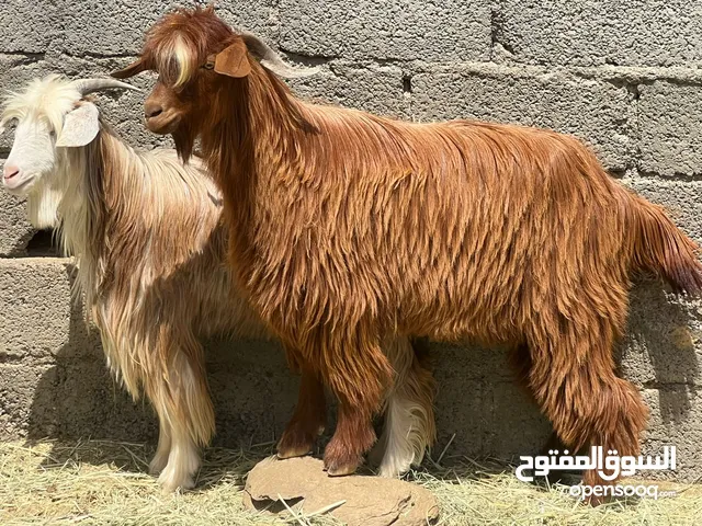تابع الوصف تيوس حوالي سنه 2 + كبش وحمله الكل عمانيات يصلحن للتربيه والذبح كل شي سليم فيهن