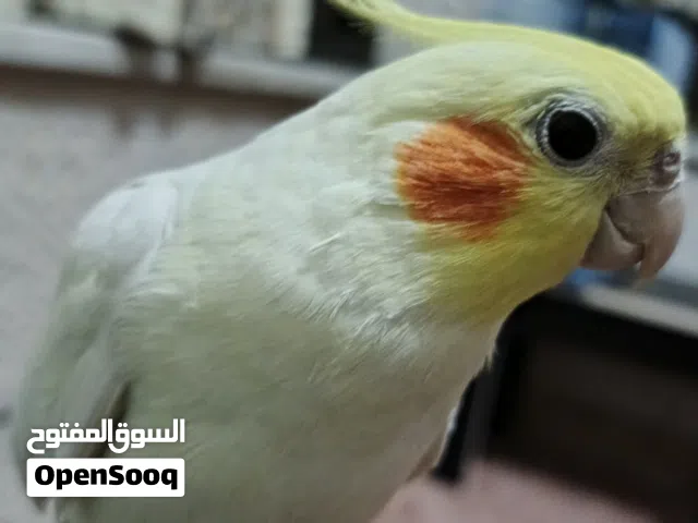 كوكتيل اليف