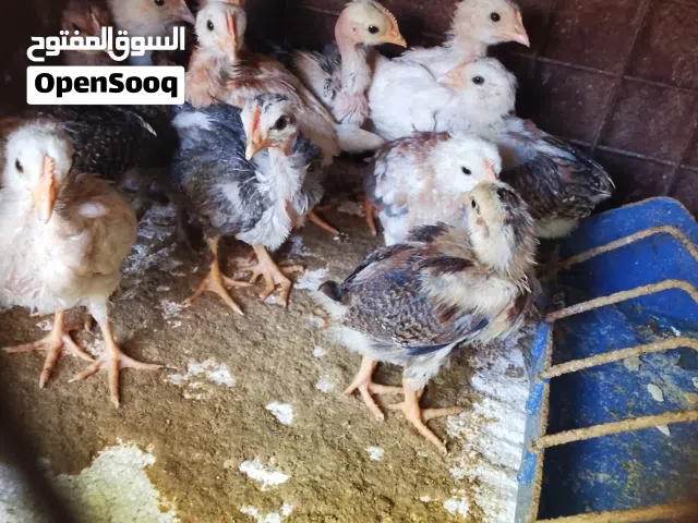 صوصان جاج بلديات نخب اول العدد 45صوص اشي مرتب على الآخر