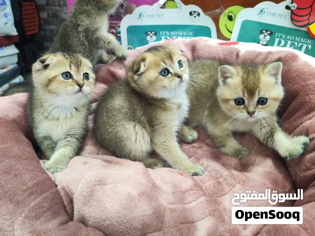قطط سكوتش فولد جولدن ny24+ny12