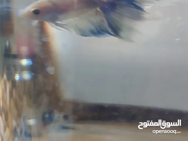 سماك فايتر للبيع