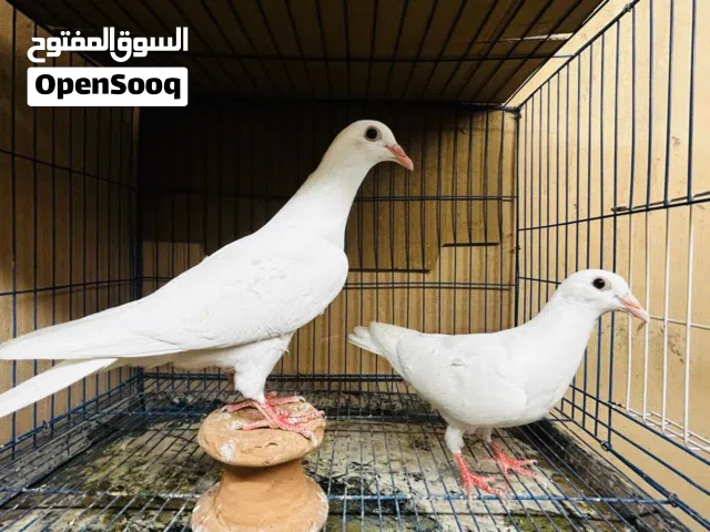 حمام للبيع