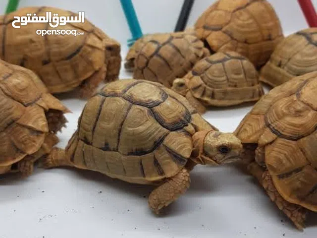 سلاحف صحراوي