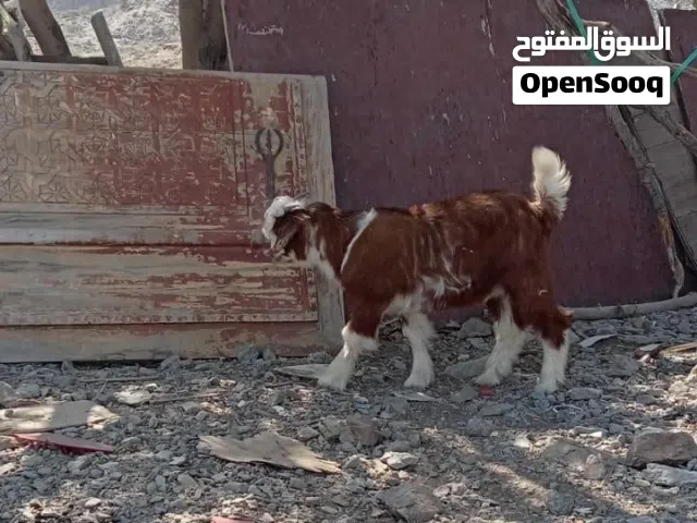مواليد للبيع