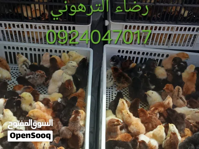 #جمعتكم مباركه #وكل سنه وانتم طيبين  #يتوفر بأذن الله غدا دفعه كتكوت عربي مخلط  #العدد حوالي 3500 كت