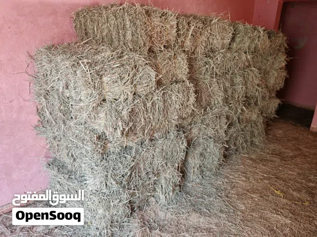 برايد ربط كبار