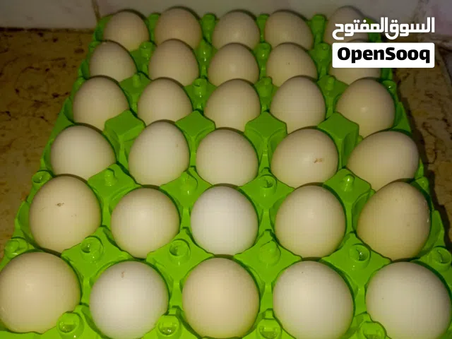 بيض بلدي للأكل وليس للتحظين