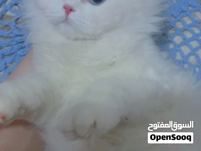 قطط لتبني لتبني