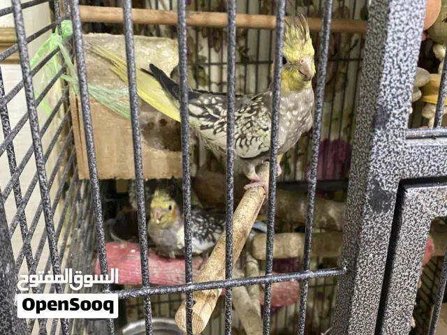 طيور حب 2عددطيوركاروان 5حبه  مع اثنين قفس اربع غرفه نوم طيور مع اثنين قفس كبير