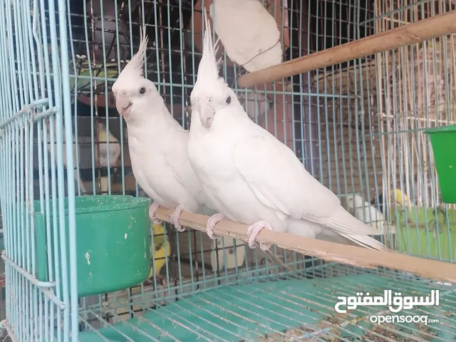 مجموعة طيور إقرأ الوصف