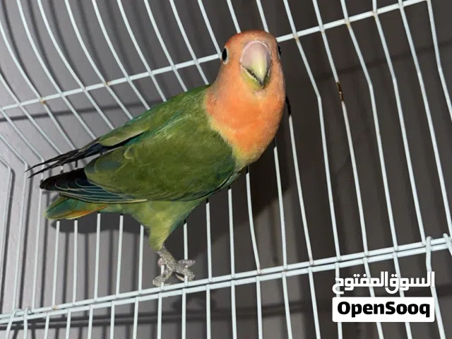 طير روز للبيع