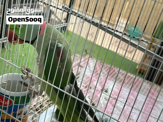 بغباء  نبيالي