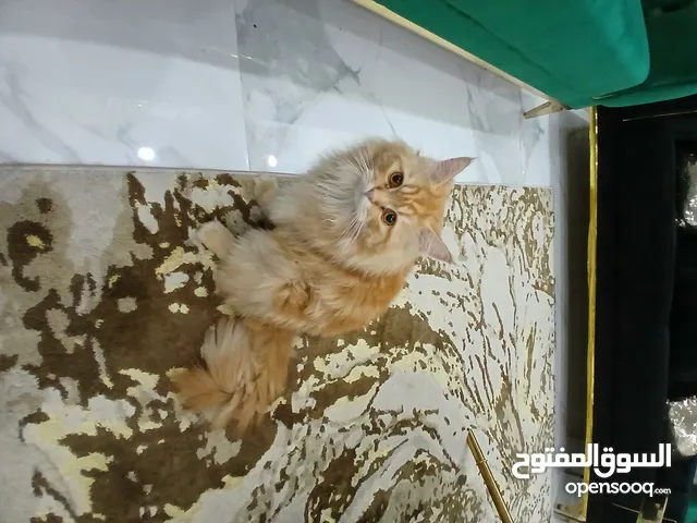 قط للبيع تركي انغورا
