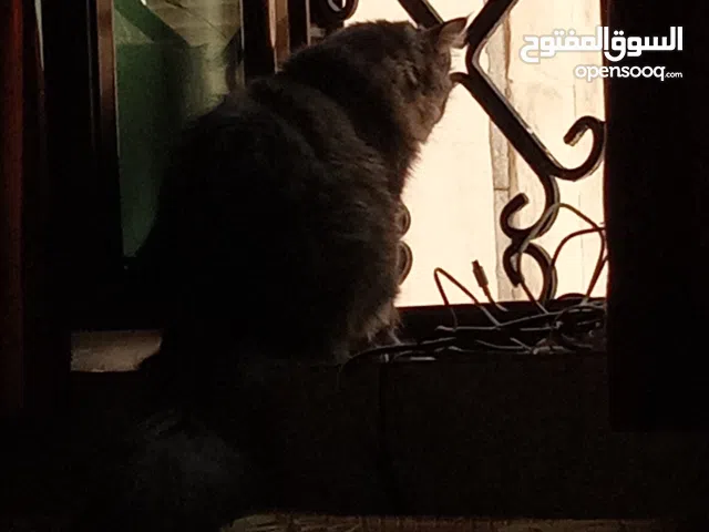 قطه انثئ تحب اللعب و أليفه