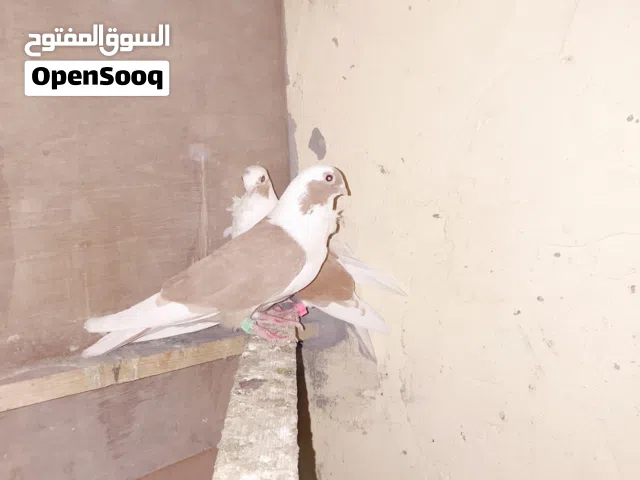 سلام عليكم طيور لبيع