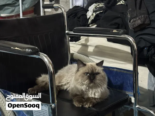 هملايا عمر سنه ذكر نضيف مع دفتر لقاح