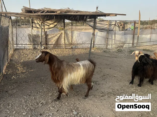 للبيع اضاحي العيد