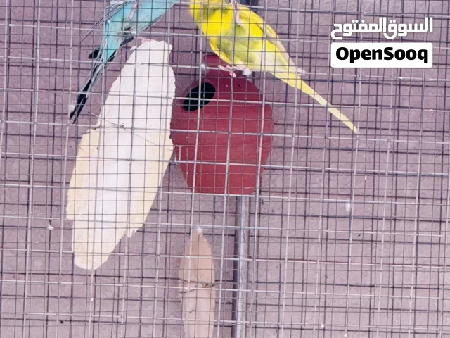 بادجي طيور الحب