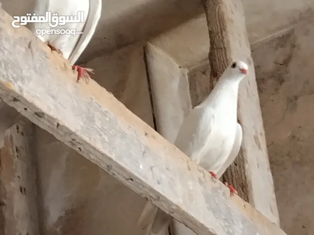 حمام للبيع