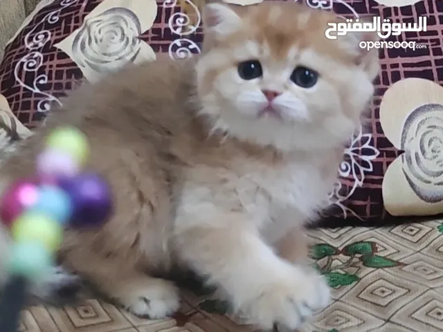 سكوتش جولد ستريت اناث وذكور