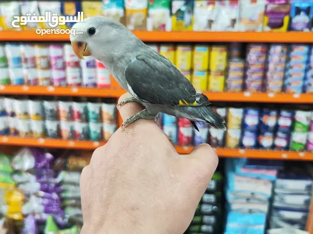 طير روز فرخ صغير فطم حديث ، عبارة عن لعبه بايدك مافي عضة بتاتاً مناسب للاطفال