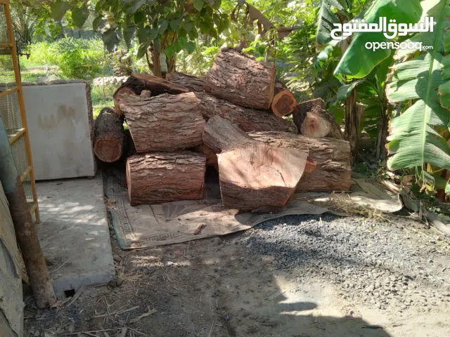 حطب غاف وسدر