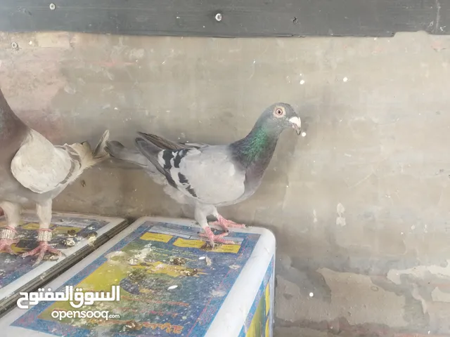 جواز بسعر مغري