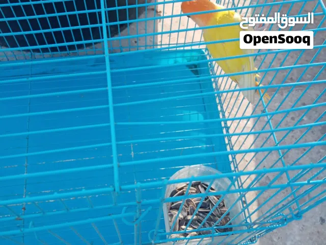 لوبيرد للبيع لون اصفر راس برتقالي عيون حمر مطلوب 170