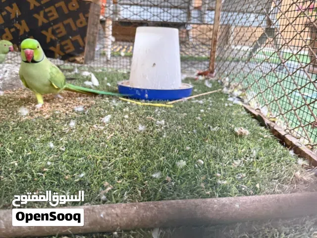 مجموعة طيور  مع القفص و البياضات