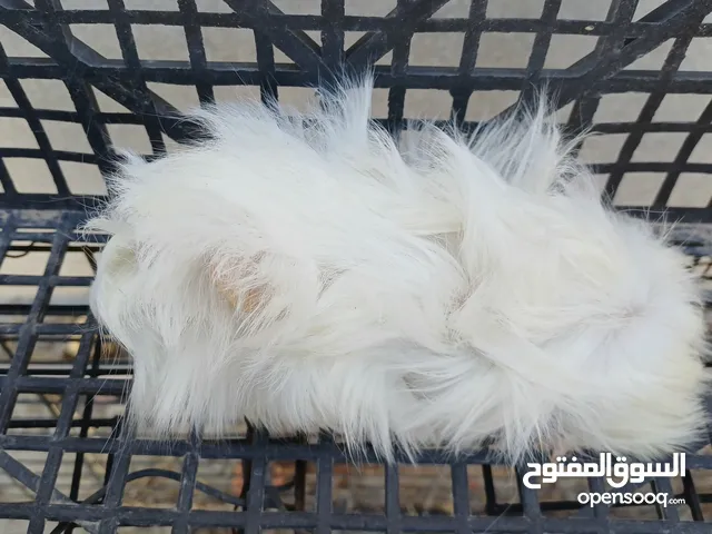 كوبية ذكر وانثى قندي درجة اولى