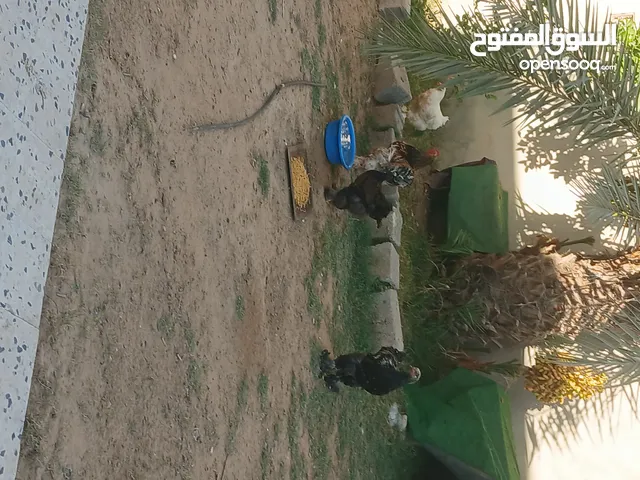 زوز كوبيات دجاج برهما للبيع مكان طرابلس استفسار علي خاص
