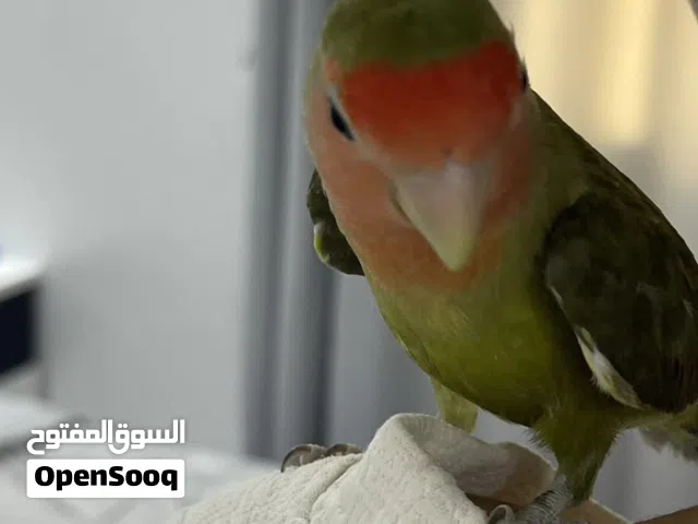 للبيع روز اليف جدا ومدرب فرصه