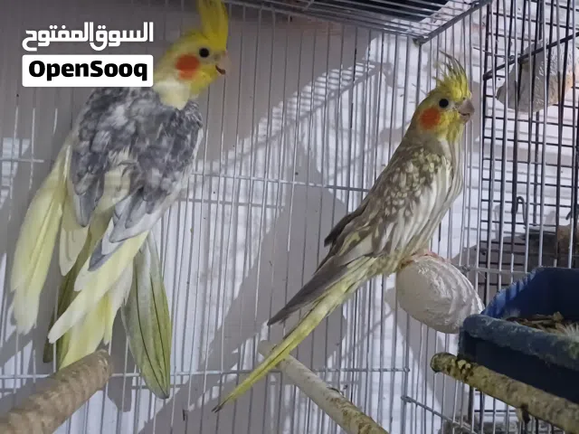 كوبية كوتيل حاجة نظيفة