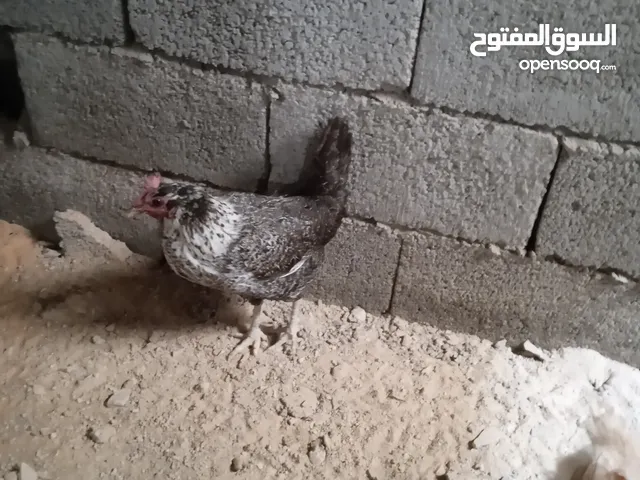 دجاج عربي للبيع