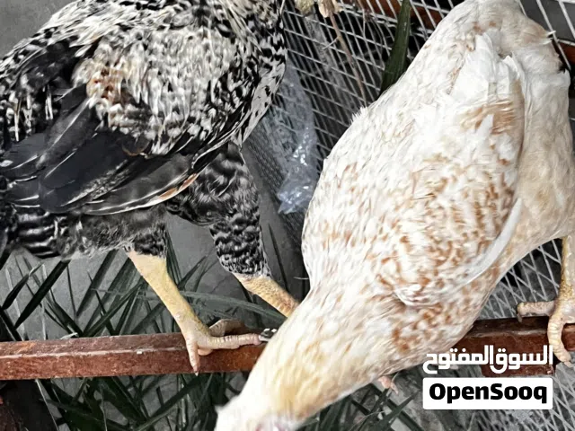 دجاج عرب ع عشره