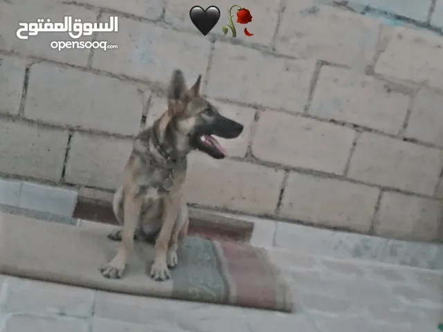 جيرمن سيبل ورك لاين أنثى عمر 4 شهور