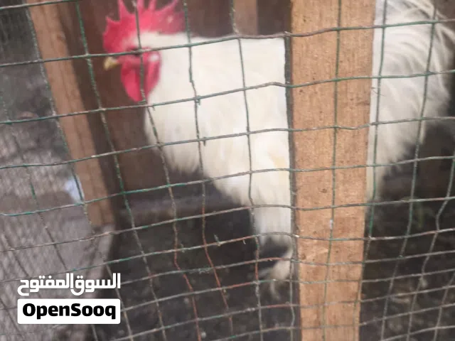 مطلوب بيض زينه