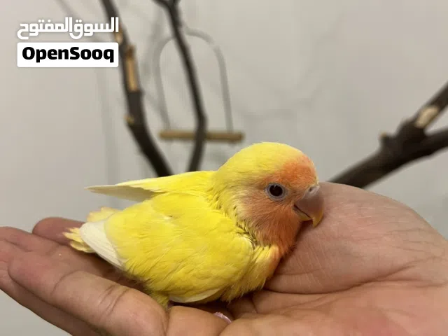 فروخ متوه و كروان ولف بيرد (عس) للبيع صحة ونظافة