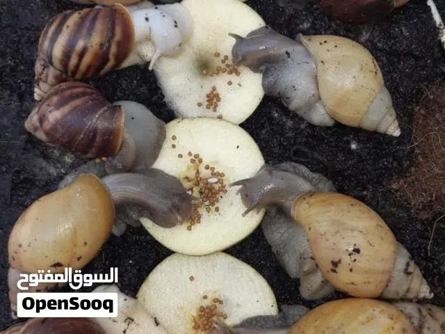 حلزون افريقي للبيع