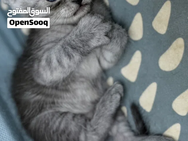 قطط للبيع سكوتش لونهم اسود و رصاصي الام سكوتش و الاب شرازي